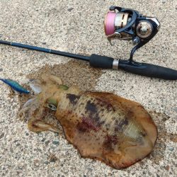 越前デイエギング